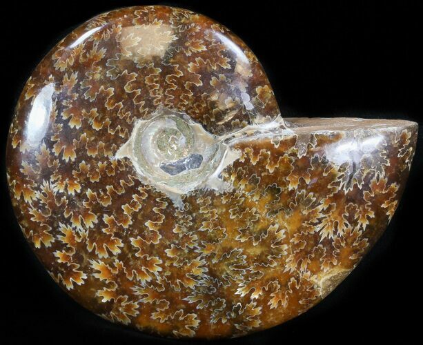 Cleoniceras Ammonite Fossil - Madagascar #41658
